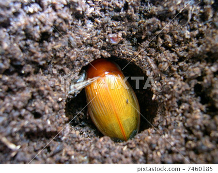 Sharp Gengowodopsis 7460185