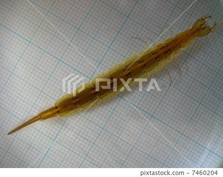 Genghrow second larva Genghrow second larva 7460204