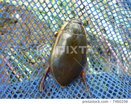 潛水甲蟲 7460206