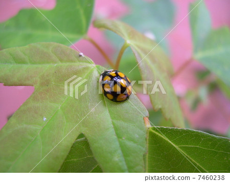 異色瓢蟲 7460238