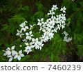 Yuslaume 7460239