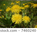 Dandelion 7460240