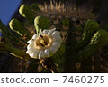 Sawaro Cactus Flower 7460275