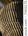 Saguaro Cactus 7460276
