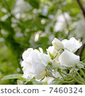 White rose 7460324