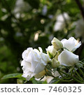 White rose 7460325
