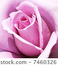 Pink rose 7460326