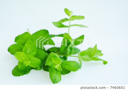 peppermint 7460681