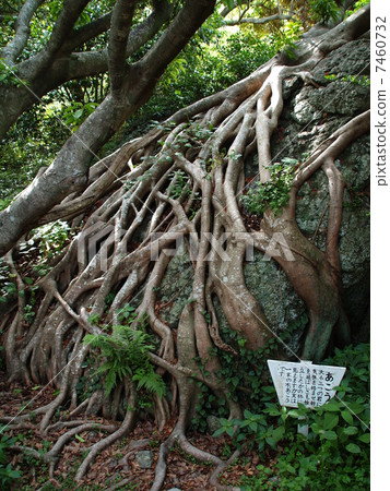 Cape Muroto Creek 7460732