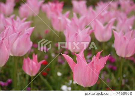 鬱金香 7460968
