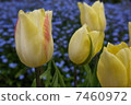 鬱金香 7460972