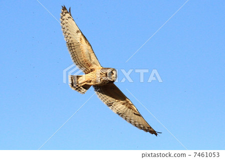 飛comi 飛comi 7461053