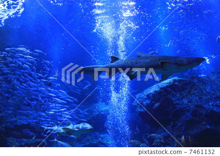 位於東京都墨田區押上的“墨田水族館” 7461132