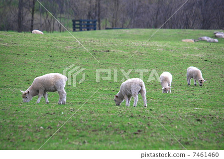Lambs Lambs 7461460