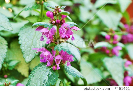 Horticultural flower · Odorikoso's gardening species Lamium flower · Horizontal position Horticultural flower · Odorikoso's gardening species Lamium flower · Horizontal position 7461461