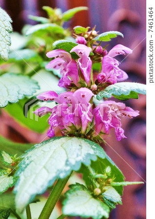 Horticultural flower · Odorikoso's gardening species Ramiya flower · A little flower up vertical position Horticultural flower · Odorikoso's gardening species Ramiya flower · A little flower up vertical position 7461464