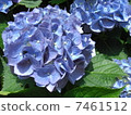 繡球 7461512