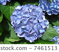 繡球 7461513