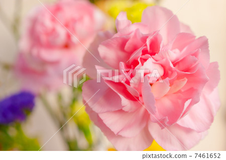 Flowers Flowers 7461652