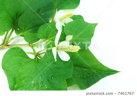 初夏的花場·花期的北海道·白背側臥位 初夏的花場·花期的北海道·白背側臥位 7461767