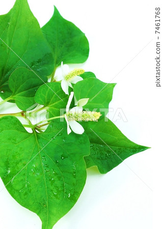 Dokudami · white back vertical position in the early summer field flowers · flower season 7461768