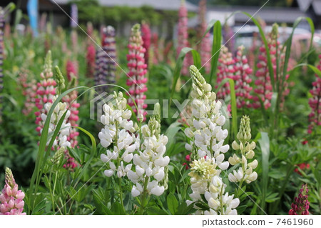 Lupine Lupine 7461960