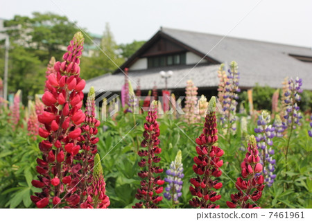 Lupine Lupine 7461961