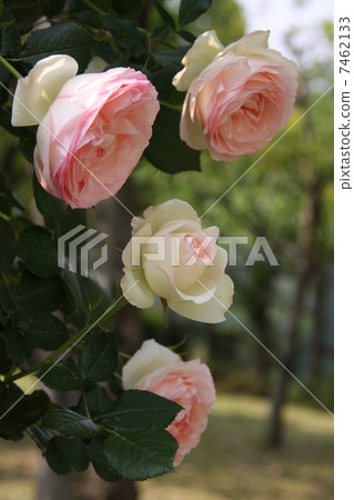 皮埃爾德龍薩爾 皮埃爾德龍薩爾 7462133