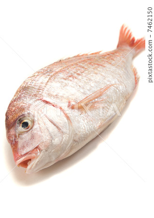  Red snapper 7462150