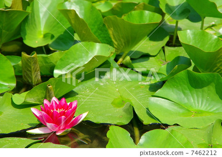 Water lily Water lily 7462212