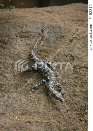 Nile lizard Nile lizard 7462213