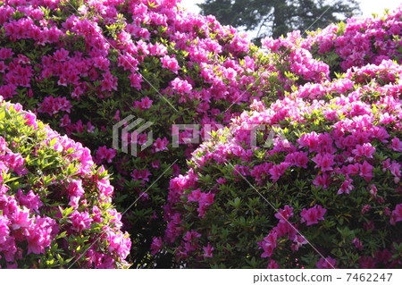 Hirado azalea 7462247