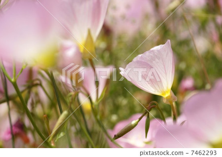 Evening primrose Evening primrose 7462293