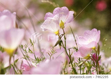 Evening primrose 7462295