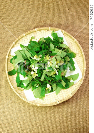 健康的茶料,切成筍乾以便乾燥,亞麻布背面垂直位置鳥瞰 健康的茶料,切成筍乾以便乾燥,亞麻布背面垂直位置鳥瞰 7462625