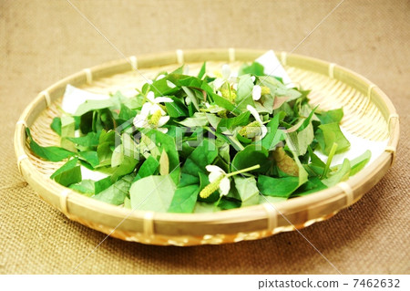 Healthy tea material, bamboo shoots cut for drying, Azabu back horizontal position 7462632
