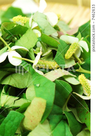 Healthy tea material · Dokudami cut for drying · Vertical position up 7462633