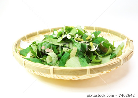 Healthy tea material, bamboo shoots cut for drying, horizontal position on white background 7462642