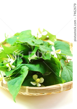 健康的茶葉材料·花狗時的花期·無切割·白背垂直位置 健康的茶葉材料·花狗時的花期·無切割·白背垂直位置 7462679