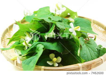 Healthy tea material · It is a flower season's dokudami · without cut · white back lateral position up 7462680