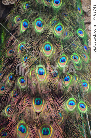 Peacock 7462742