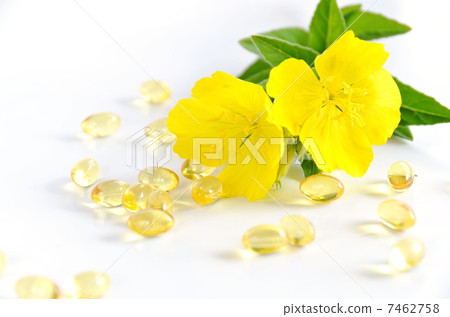 Evening primrose and capsule 7462758