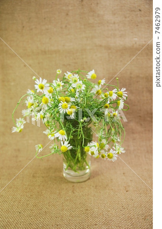 Anti-aging herbs · a lot of flower of chamomile on herbal · linen bag vertical position horizontally Anti-aging herbs · a lot of flower of chamomile on herbal · linen bag vertical position horizontally 7462979