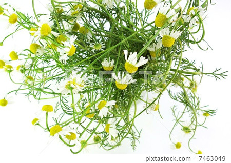 Anti-aging herb · a lot of flowers of chamomile · white back sideways position overlooking up Anti-aging herb · a lot of flowers of chamomile · white back sideways position overlooking up 7463049