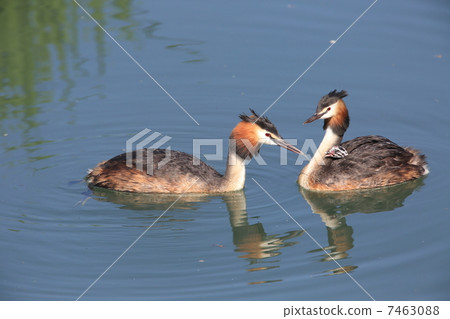 Konumuri的父母和孩子 Konumuri的父母和孩子 7463088