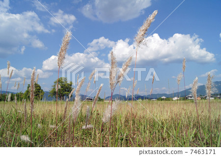 Chigaya Chigaya 7463171