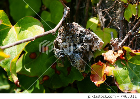 Oominoga Oominoga 7463311