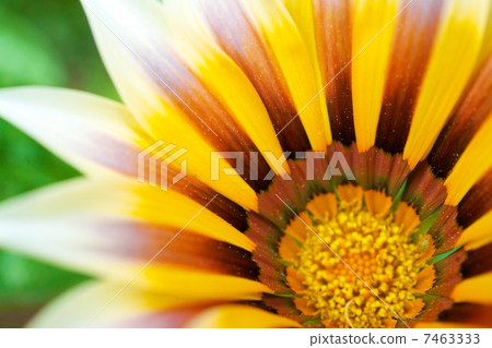 太陽之花 7463333