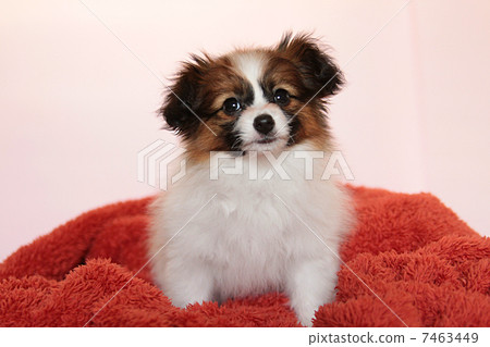 Papillon puppy 7463449