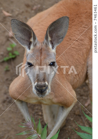 Kangaroos on the camera's eyes Kangaroos on the camera's eyes 7463461